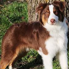 Australian Shepherd Chocolate Brown Australian Shepherd Furry Friend Terrier