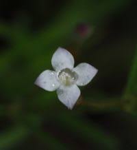 Image result for Oldenlandia herbacea