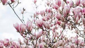 Mother of the bride dresses. Saucer Magnolia Care And Growing Guide