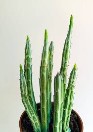 Image result for Kleinia sp.no.1