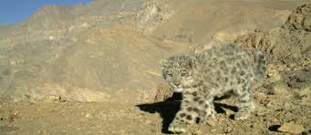 We have gathered complete set of snow leopard facts for kids that will provide you. Life Cycle Snow Leopard Trust