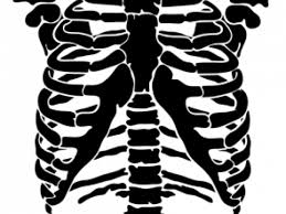 S m l xl xxl. Download Rib Cage Png Rib Png Image With No Background Pngkey Com