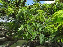 Image result for Albizia adianthifolia
