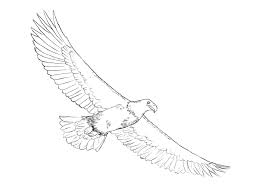 The images above represents how your finished drawing is going to look and the steps involved. How To Draw An Eagle Draw Central
