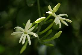 Image result for Jasminum fluminense