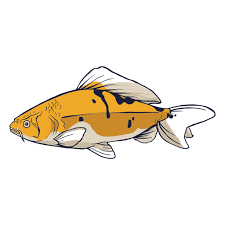 Download Carp Png Svg Transparent Background To Download