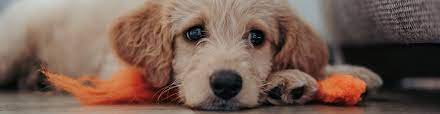 Canine Obsessive Compulsive Disorder Calmer Canine