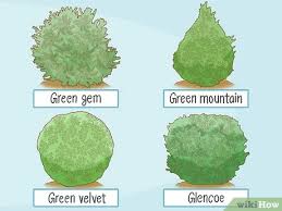 Shear or prune outer branch tips to shape and reduce size. How To Grow Boxwood Shrubs With Pictures Wikihow