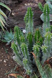 Image result for Euphorbia memoralis