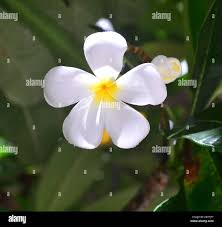 Image result for Apocynaceae subfamilies Apocynoideae and Rauvolfioideae