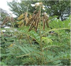 Image result for Tephrosia miranda