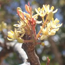 Image result for Ptaeroxylaceae