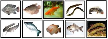 Biasanya jenis ikan hias akuarium merupakan ikan ramah lingkungan yang hidupnya di air tawar dimana tujuan dari pemeliharaan ikan ini sebagai hiasan atau memperindah ruang dan bukan untuk di konsumsi. 10 Jenis Ikan Air Tawar Konsumsi Yang Punya Nilai Jual Tinggi Untuk Bisnis Wira Usaha