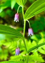 Image result for Streptopetalum