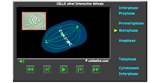 This Simulation Breaks Down Mitosis Step By Step So You Can Take A Closer Look At What Is Happening In Each Phase Mitosis Cells Worksheet Animal Cell