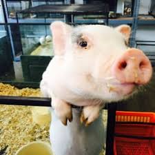 Maybe you would like to learn more about one of these? Pet Shops Near Me Pet S Gallery
