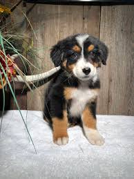 The saint bernese is a cross between the saint bernard and the bernese mountain dog the bernedoodle is a cross beween the bernese and the royal standard poodle all pups are sold on non breeding contract. Bernese Collie Mix Puppies Cheap Buy Online