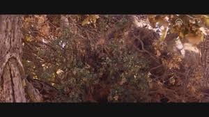 Dehşet treni izle, terror train 1980 filmini altyazılı veya türkçe dublaj olarak 1080p izle veya indir. Sinema Dehset Yolu Dailymotion Video