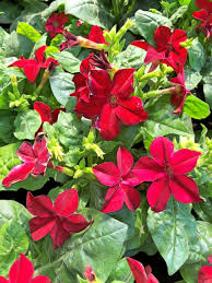 Image result for Nicolasia coronata