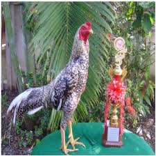 Rahasia Membuat Stamina Super Pada Ayam Aduan Ayam Juara Ayam Lukisan Wajah Juara