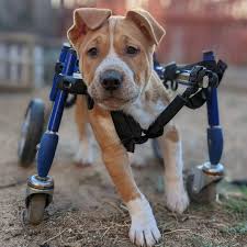 Image result for invalid dog wheelset