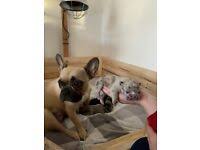 Ship overnight to anywhere in the usa every breeding comes with a guarantee overnight shipping all breeding. Lcqnk0gmjcjfpm