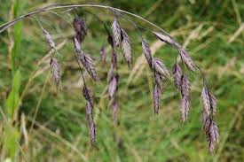Image result for Bromus