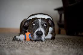 Our adoption center is filled with adorable and friendly felines who have been rescued from overcrowded shelters or orphaned by previous owners. Man Allegedly Steals More Than 3 000 From Event For Shelter Dogs In Houston