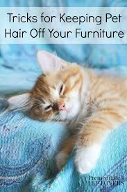 We love our pets but not their fur. Tricks For Keeping Pet Hair Off Furniture