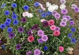 Dwarf Mix Cornflower Seeds Urban Farmer Seeds Flower Seeds Bachelor Buttons Annual Plants