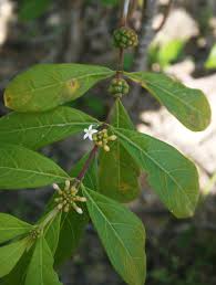 Image result for Morinda angolensis