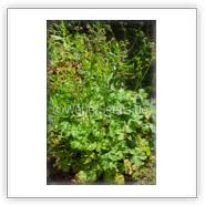 Image result for Sanicula elata