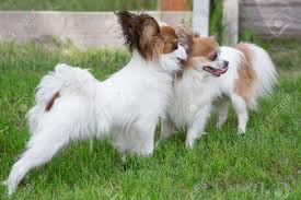Aktuelle preise für produkte vergleichen! Two Cute Papillon Puppies Are Standing On A Green Grass In The Stock Photo Picture And Royalty Free Image Image 153554163