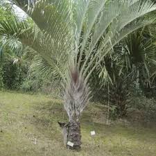 Image result for Dypsis decaryi