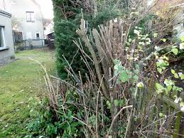 Als allgemeine regel können sie sich merken, dass alle sträucher, die im sommer und herbst blühen, im frühjahr geschnitten werden. Straucher Schneiden Gartenbob De Der Garten Ratgeber