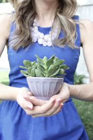 Succulent Care and Transplant Tips