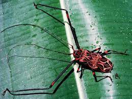 Its official name is murgantia histrionica (hahn). Absurd Creature Of The Week The Strange Saga Of The Harlequin Beetle And The Pseudoscorpion Wired