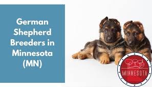 Breeders that guarantee their puppies will exhibit specific characteristics, look a certain way or grow to an exact size are providing false information. 38 German Shepherd Breeders In Minnesota Mn German Shepherd Puppies For Sale Animalfate