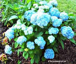Coffee Grounds Are Great For Camellias Hydrangeas Roses