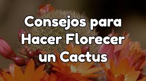 Para evitarlo, te voy a explicar cómo hacer que. 8 Faciles Consejos Para Florecer Un Cactus Adhocflores