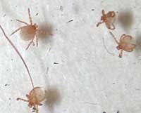 Seed Ticks Turkey Mites Serious Pests