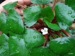 Image result for Trapa natans