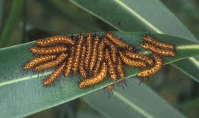 Big Black Caterpillar With Orange Stripes Oleander Caterpillar Syntomeida Epilais Walker