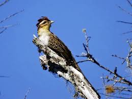 78212 (for references in articles please use ncbi:txid78212). Fauna Brasileira Internacional Nome Popular Saci Portugues Cuclillo Crespin Espanhol Striped Cuckoo Ingles Nome Cientifico Tapera Naevia Fotografado Por Vanildo Cesar Muzi Registro Feito Em Turvo Santa Catarina Brasil Classificacao
