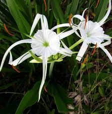 Alligator lily, hymenocallis palmeri, is a marsh plant that might be as strange as it is beautiful.and undeniably beautiful it is. Florida Native Plant Society Fnps