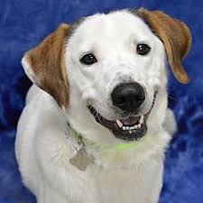 Read our bird room meditations for thoughts on finding or returning to christianity. Available Pets At Oregon Humane Society In Portland Oregon Humane Society Pet Adoption Hound