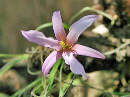 Image result for Xerophyta humilis