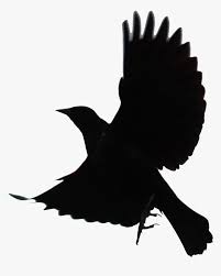 Download Blackbird Png Transparent - Black Bird No Background, Png ...