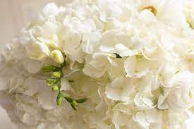 We did not find results for: Everything You Need To Know About Trader Joe S Flowers Julie Blanner