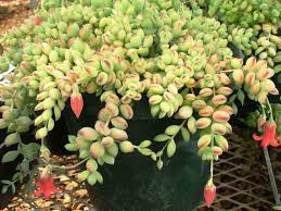 Image result for Cotyledon barbeyi